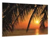 Wallario Wandbild Sonnenuntergang unter Palmenblättern, Produktbild-Vorschau 2