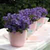 Campanula Addenda - jacinthe des bois - pot de 12cm - 6 Voir les images du produit 3