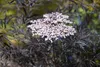 Sambucus nigra 'Black Lace', Schwarzer Holunder, dunkelrot, Produktbild-Vorschau 1