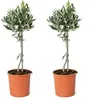 Bloomique - 2er Set - Olea Europaea - Olivenbaum Echt - Produktbild-Vorschau 1