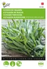 Estragon (Russisch) | Estragonszaad van Buzzy Seeds Productafbeelding-voorbeeld 2