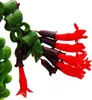 Plante de rouge à lèvres - Aeschynanthus 'Rasta' - plante Voir les images du produit 2