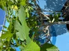 A close-up view of a fig tree with green leaves and branches against a blue background. Produktbild-Vorschau