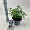 Choisya White Dazzler ('Londaz'PBR) – kvet pomarančovníka | Náhľad obrázku produktu 2