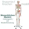 Anatomie Modell Skelett Knochen Körper Mensch Muskeln Produktbild-Vorschau 1