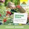 Neudorff NeudoHum RosenErde 20L torffreie Erde für Produktbild-Vorschau 6