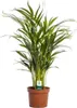 Goldfruchtpalme Dypsis Lutescens Ø17cm ↕65cm Luftreinigende Produktbild-Vorschau 1
