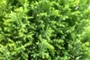 Chamaecyparis lawsoniana 'Ellwood's Gold', gelbgrün, 20–30 Produktbild-Vorschau 5
