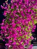 6 x Aubrieta 'Bressingham Red' - Fransenblume im Topf 9 x 9 Produktbild-Vorschau 2