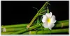 Glasbilder 120x60 Wandbild Druck auf Glas Bambus Blume Produktbild-Vorschau 1