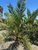 Palme Phoenix Canariensis HÖHE ca. 180 cm Winterhart bis Produktbild-Vorschau 5