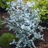 Semena Eucalyptus Gunnii - balení 10 ks - Exotická semena - Náhled obrázku produktu 6