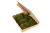 Natur Hügelmoos waldgrün 35 x 25 cm, reines Naturprodukt Produktbild-Vorschau 4