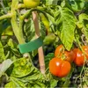 Rzep- taśma ogrodnicza 5m Gardlov 25362 Podgląd zdjęcia produktu 19