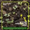 Gründüngung Sommeraussaat 1 kg Produktbild-Vorschau 2