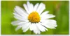 Acrylglasbilder 120x60 Wandbild Druck Gänseblümchen Produktbild-Vorschau 1