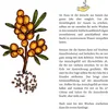 Sanddorn Samen (Hippophae rhamnoides) - Nährstoffreiche Produktbild-Vorschau 7