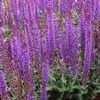 6 x sauge sclarée 'Blaukönigin' - Salvia nemorosa Voir les images du produit 2