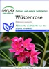 SAFLAX - púštne ruže - Adenium obesum - 8 Semená Náhľad obrázku produktu 9