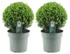 Plants by Frank | Houx crénelé boule XL | 2 Ilex crenata Voir les images du produit 1