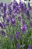 Lavandula angustifolia 'Dwarf Blue' | 12 stuks - 10-25cm - Anteprima dell’immagine prodotto 3