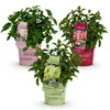 Green boutiQ - Gartenpflanze - Hydrangea panniculata Produktbild-Vorschau 2