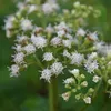 6 x Braunblättriger Wasserdost  - Eupatorium rugosum Produktbild-Vorschau 2