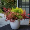 A potted Japanese maple tree with red and green leaves sits on a patio. Produktbild-Vorschau