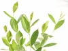 A close-up shot of green plant stems and leaves against a white background. Produktbild-Vorschau