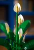 LEGO Botanicals 11504 Fleurs de lune - Ensemble de plantes Voir les images du produit 19