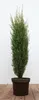 Juniperus communis 'Arnold', Wacholder, 60–80 cm Produktbild-Vorschau 1