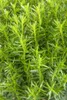 Thuja occidentalis 'Teddy', Kugel-Lebensbaum, kompakt, Produktbild-Vorschau 6