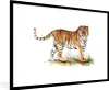 MuchoWow® MuchoWow® Gerahmtes Poster Tiger - Gras - Weiß Produktbild-Vorschau 1
