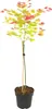 A potted Japanese Maple tree with green, yellow, and red leaves, supported by two stakes. Produktbild-Vorschau