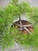 Pinus densiflora Jane Kluis - Japanische Rotkiefer Jane Produktbild-Vorschau 3