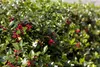 Stechpalme Alaska 10-15 cm, im Topf - Ilex aquifolium, Produktbild-Vorschau 4
