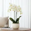 Schmetterlingsorchidee - Phalaenopsis Multiflora - Höhe Produktbild-Vorschau 4
