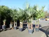Trachycarpus fortunei Gruppe 150 - 170 cm Palme Hanfpalme, Produktbild-Vorschau 4