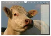 Glückliche Kühe (Wandkalender 2027 DIN A4 quer), CALVENDO Produktbild-Vorschau 8