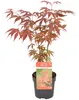 Acer Palmatum Atropurpureum, Japanischer Ahorn, 20-30 cm, Produktbild-Vorschau 1