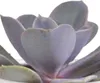 Mix di piante grasse e cactus: 15 piante Ø 5,5 cm in vaso Anteprima dell’immagine prodotto 6