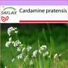 SAFLAX - luční pěna - Cardamine pratensis - 100 Semena Náhled obrázku produktu 10