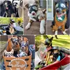 Gafas de sol para perros con protección UV Vista previa de la imagen del producto 2
