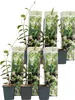 Jasmin étoilé - Set de 6 - Trachelospermum jasminoides - Voir les images du produit 1