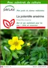 SAFLAX  - La potentille ansérine  - 20 graines - Avec Voir les images du produit 1