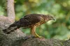 Storchenkorb - Nistkorb aus Weidegeflecht für Greifvögel Produktbild-Vorschau 5