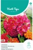 Zwerg-Hahnenkamm Mischung | Blumensamen von Hortitops Produktbild-Vorschau 3