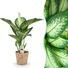 Green boutiQ - Zimmerpflanzen - Diefenbachia Tropic Snow - Produktbild-Vorschau 1