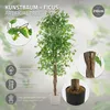 ML-Design sztuczna roślina Ficus 210cm sztuczne rośliny Podgląd zdjęcia produktu 2