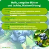 Purgrün -Heidelbeerdünger | Flüssigdünger mit Algenextrakt Produktbild-Vorschau 3
